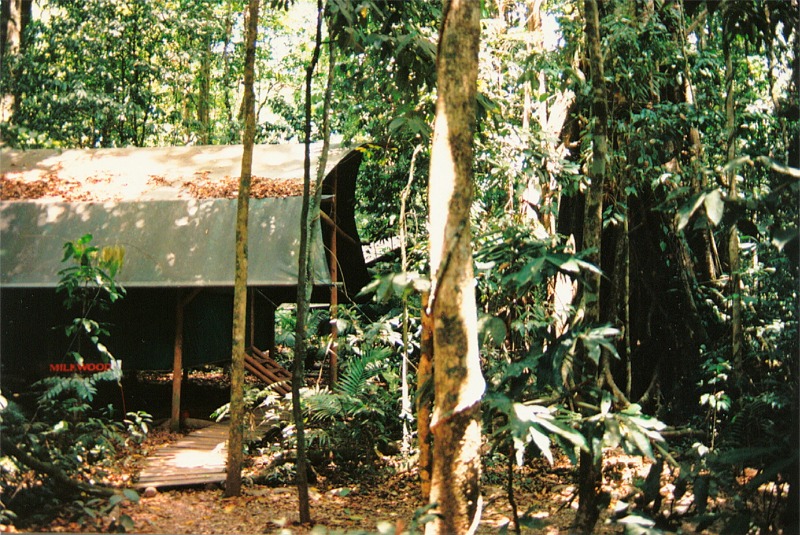 aus cairns daintree rainforest 03.jpg